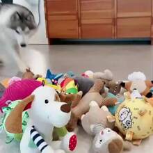 Sets de 5/10 juguetes chillones aleatorios para perros - Juguetes de peluche interactivos para masticar, sin batería requerida, patrones lindos surtidos, adecuado para alivio de la dentición y el aburrimiento, apto para todas las razas y tamaños