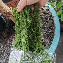 300 جرام / 10.58 أونصة ، 100 جرام / 40 جرام ، نجيل صناعي من الطحالب المزيفة ، نظام بيئي مصغر، نجيلة خضراء ، ديكور نباتات المزهريات والنوافذ ، تصميم المناظر الطبيعية - أخضر - مشاهدة 11