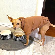 SKKREWinter Dog Hoodie Sweatshirts With Pockets Warm Dog Clothes For Small Dogs Chihuahua Coat Clothing Puppy Cat Custume Coffee Small 2n1b - Small - View 4