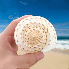 Natural Sea Snail Flower Dotted Qin Snail Sea Snail Shell Natural Shell Fish Tank Roll Shell Fish Breeding Shell Meaty Natural Fish Tank Landscape Aquatic Decorative Specimen Decoration Ornament - Multicolor - View 3