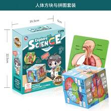 解剖模型 - 人脑模型，医学模型展示 | 模型教学彩色编码动脉脑，彩色编码动脉模型脑模型科学用于一般解剖学研究，4.33 英寸