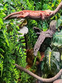 32-calowe rośliny gadów, jaszczurki, gekony, dekoracja siedlisk, brodate smoki, żółwie, chomiki, węże, pustelniki, rośliny pnące - z przyssawkami, odpowiednie do: szklanych pojemników - akwariów - akcesoriów do hodowli - Wielokolorowe - Zobacz 7