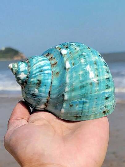 Naturliga snäckskal, stora gröna sniglar, krabbskal, akvariedekor, landskapsdekoration, skåp, hem och kontor, feng shui-ornament, suckulenta växtkrukor, heminredning, medelhavsfigurer, hemtillbehör, heminredning, marint landskap