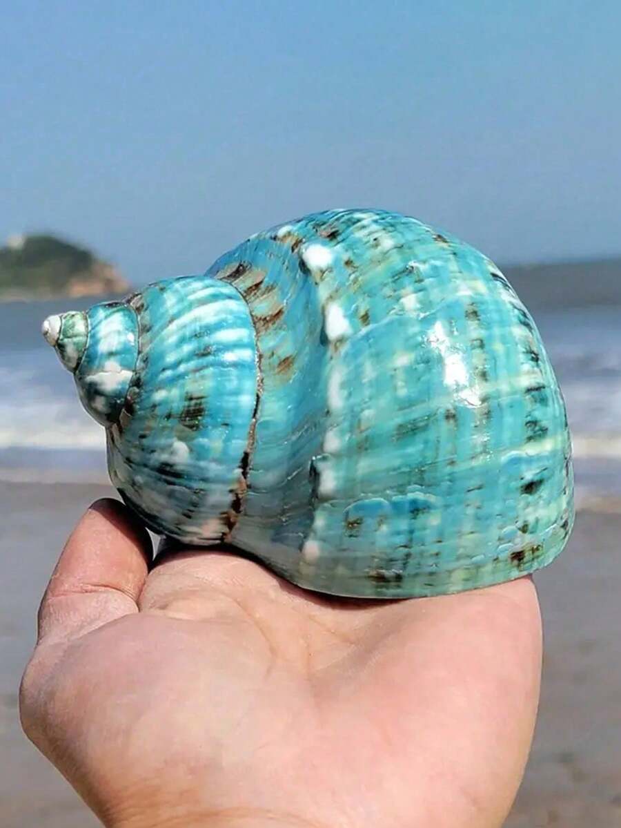 天然贝壳、大绿蜗牛、蟹壳、鱼缸装饰、景观装饰、橱柜、家居及办公用品、风水摆件、多肉植物盆栽、家居装饰、地中海风格摆件、家居饰品、家居装饰品、海洋景观 - 彩色 - 查看 1