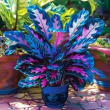 Garden Seeds Flower Seeds For Planting Perennial Flowers Indoor Plants Grow Plant Rare Bonsai Home Tree Multi-Year-Old Seed