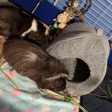 1 件豚鼠窝舒适仓鼠洞穴大型藏身处适用于侏儒兔刺猬鬃狮蜥冬季窝仓鼠笼配件