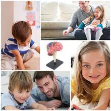 解剖模型 - 人脑模型，医学模型展示 | 模型教学彩色编码动脉脑，彩色编码动脉模型脑模型科学用于一般解剖学研究，4.33 英寸