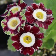 Primula Auricula Seeds Deer And Rabbit Resistant Upright Semi-Perennial Perennial Bed Edging Outdoor 250 Pieces Flower Seeds - 變體1 - 查看 2