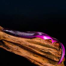 5个装 15厘米/10.5克 软硅胶人造蠕虫饵 鱼饵