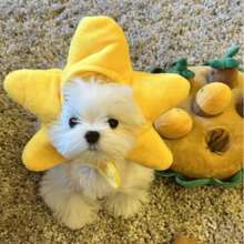 1/2pcs Bunny Ears For Cat And Puppy, Plush Bunny Hat With Ears For Cat And Puppy, Cute Easter Party Role Play Costume Pet Headdress Accessories