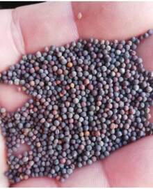 Chinese White Rose Small Pechay Pak Choi Vegetable Seeds ( 2000 Seeds ) - Basic Farm House - mặc định - Xem 4