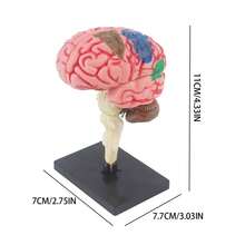 解剖模型 - 人脑模型，医学模型展示 | 模型教学彩色编码动脉脑，彩色编码动脉模型脑模型科学用于一般解剖学研究，4.33 英寸