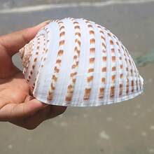 Natural Sea Snail Flower Dotted Qin Snail Sea Snail Shell Natural Shell Fish Tank Roll Shell Fish Breeding Shell Meaty Natural Fish Tank Landscape Aquatic Decorative Specimen Decoration Ornament - Multicolor - View 5