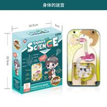 解剖模型 - 人脑模型，医学模型展示 | 模型教学彩色编码动脉脑，彩色编码动脉模型脑模型科学用于一般解剖学研究，4.33 英寸