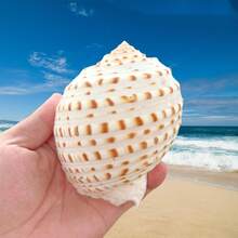 Natural Sea Snail Flower Dotted Qin Snail Sea Snail Shell Natural Shell Fish Tank Roll Shell Fish Breeding Shell Meaty Natural Fish Tank Landscape Aquatic Decorative Specimen Decoration Ornament - Multicolor - View 9