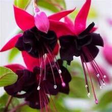 100seeds/Pack  Mixed Color Flywort Seeds Garden Flower Seeds - 100seeds/Pack - View 3