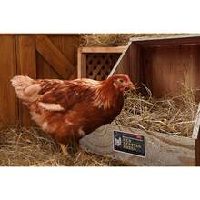 Single Compartment Hen Nesting Box, Wooden  Accessory Up To 5 Hens, Heavy-Duty Laying Nest Ducks And Poultry (1 Pack) - 1 - View 6