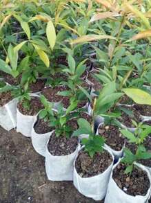 100 Stücke/200 Stücke Vliesstoff-Sämlingsbeutel, Pflanzenbaumschulenbeutel, verstärkte Pflanzkübel für Gartenbau und Topfpflanzen
