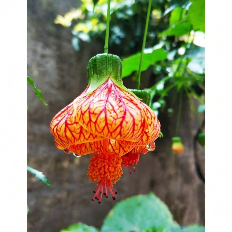 100seeds/Pack GoldenBellflower - 100seeds/Pack - View 1