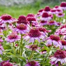 Violett eignet sich für die Gartenanpflanzung im Freien, hohe Keimrate, dürre- und kältebeständige Blumenanpflanzung
