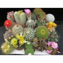 Insieme di varietà di cactus - Piante grasse per la piantumazione - Fiori da esterno naturali non OGM per giardinaggio e natura