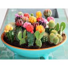Insieme di varietà di cactus - Piante grasse per la piantumazione - Fiori da esterno naturali non OGM per giardinaggio e natura
