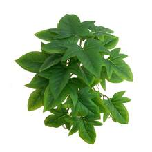 1 件仿真植物龟背竹，带茎假叶，假植物，客厅酒店窗户办公室装饰，家居装饰，房间装饰，耐用塑料水生装饰，适用于鱼缸和爬虫缸 - 逼真的水生植物效果 - 23葉 - 查看 21