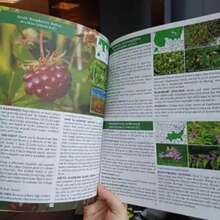 The Forager's Guide To Wild Foods | High-Quality Images & Maps For Plant Identification | Guidelines, Recipes, Full Page Photos, Medicinal Uses - Một cỡ - Xem 5