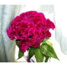 Semillas de árbol de planta Celosia Cristata Rosa, 1000 semillas de cresta de gallo - Planta de flor herencia - 1000 piezas - Ver 2