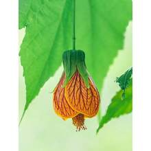 100seeds/Pack GoldenBellflower - 100seeds/Pack - View 2