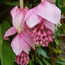 Pink Flowers Suitable For Planting And Decorating