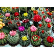 Insieme di varietà di cactus - Piante grasse per la piantumazione - Fiori da esterno naturali non OGM per giardinaggio e natura