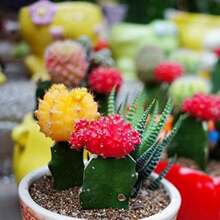 Insieme di varietà di cactus - Piante grasse per la piantumazione - Fiori da esterno naturali non OGM per giardinaggio e natura