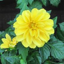 174 Pieces Of Rare Water Lily Ivan Geum Seeds For Beautiful Gardens