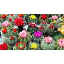 Insieme di varietà di cactus - Piante grasse per la piantumazione - Fiori da esterno naturali non OGM per giardinaggio e natura