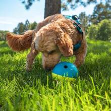 Outward Hound By Nina Ottosson Treat Tumble Interactive Puzzle Ball Dog Toy, Level 1 Beginner, Blue, Small (4.75 Diameter) - 狗工人(綠色) - 查看 8