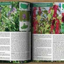 The Forager's Guide To Wild Foods | High-Quality Images & Maps For Plant Identification | Guidelines, Recipes, Full Page Photos, Medicinal Uses - Một cỡ - Xem 4