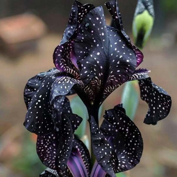 Black Galaxy Iris Tectorum Seeds-Limited Supply-High Quality Rare Plant Seeds, Unique Flower Seeds Suitable For Planting Are Cold-Resistant And Suitable For All Seasons, Suitable For DIY Gardens, Home Gardens, Flowerpots And Courtyards-Ideal Gardening Gifts