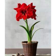 210 piezas de bolas de semillas de amarilis - una flor que parece una llama ardiente, una hada de balcón con flores grandes y coloridas - 210 - Ver 2