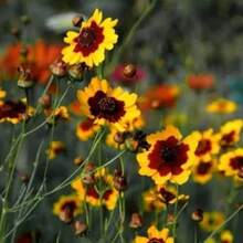 185 Pieces Of Rare Seeds Coreopsis Steppe Flower Seeds