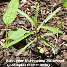 Narrowleaf Milkweed Flower Seeds For Planting (Asclepias Fascicularis) - 200Pcs - View 3