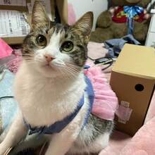 1 pièce Robe en dentelle pour animaux de compagnie, robe en dentelle, harnais jupe d'été, vêtements pour animaux de compagnie, jupe à rayures pour chihuahua, vêtements pour princesse de chaton, vêtements mignons pour chiots, vêtements pour animaux de compagnie, robe en dentelle pour animaux de compagnie, costume pour chihuahua bichon yorkie, rafraîchissante pour petits et moyens chats et chiens - Voir 3