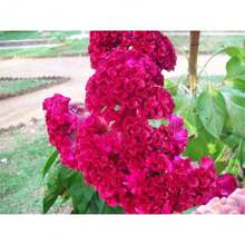 Semillas de árbol de planta Celosia Cristata Rosa, 1000 semillas de cresta de gallo - Planta de flor herencia - 1000 piezas - Ver 4