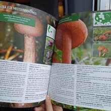 The Forager's Guide To Wild Foods | High-Quality Images & Maps For Plant Identification | Guidelines, Recipes, Full Page Photos, Medicinal Uses - Một cỡ - Xem 3