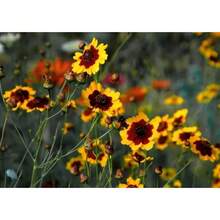 185 Pieces Of Rare Seeds Coreopsis Steppe Flower Seeds