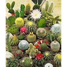 Insieme di varietà di cactus - Piante grasse per la piantumazione - Fiori da esterno naturali non OGM per giardinaggio e natura