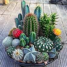 Insieme di varietà di cactus - Piante grasse per la piantumazione - Fiori da esterno naturali non OGM per giardinaggio e natura