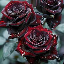 100 Pieces Seeds Intensive Romantic Seeds: High Growth Rate Black Baccarat Roses For Your Passionate Garden