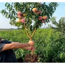 20 Semillas de Árbol de Durazno Enano para Interior/Exterior - 20 piezas - Ver 4