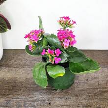 Real Plant Pink Kalanchoe Live Plant Calandiva Plants Fully Rooted In Tree School Bed